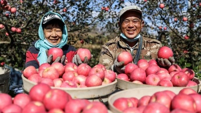 关于苹果大丰收的新闻苹果丰收农民乐新华社图片新闻