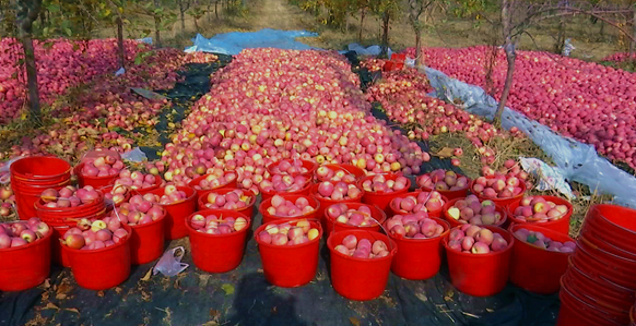关于苹果大丰收的新闻苹果丰收农民乐新华社图片新闻-第2张图片-亚星国际官网