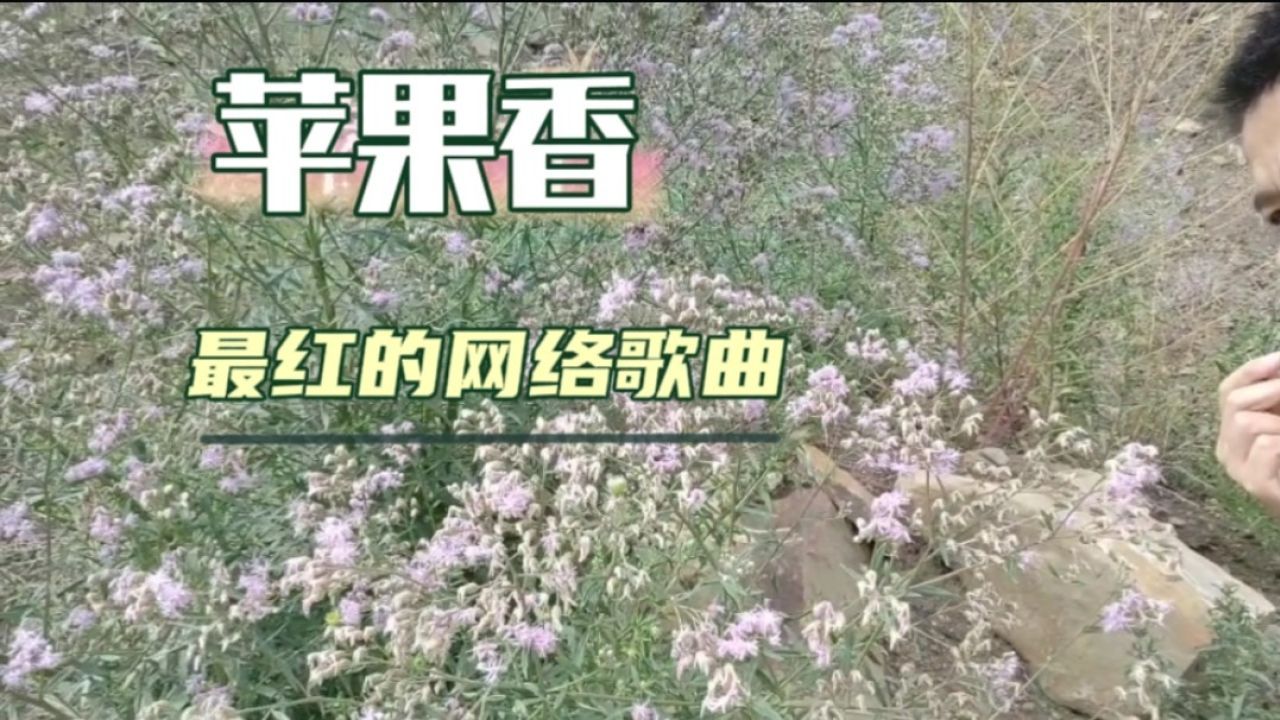 苹果香演奏版狼戈老师苹果香-第2张图片-太平洋在线下载